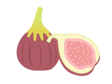 Fig illustration.のイラスト素材