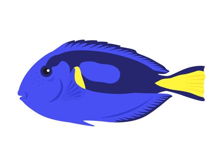 Palette surgeonfishの写真素材