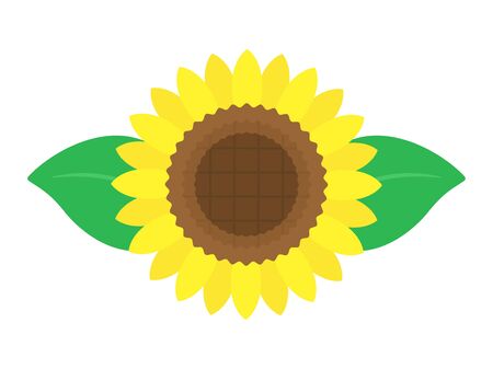 Illustration of sunflower flowersのイラスト素材