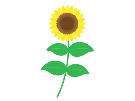 Illustration of sunflower flowersのイラスト素材