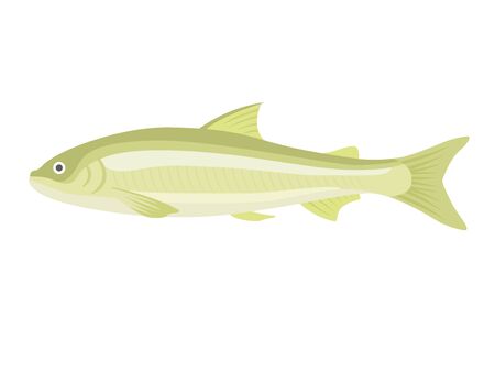 Illustration of freshwater fish ayuのイラスト素材
