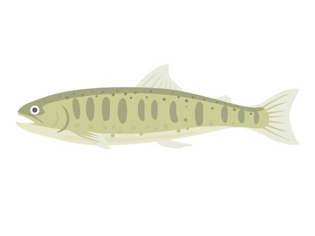 Illustration of freshwater fish porcupineのイラスト素材
