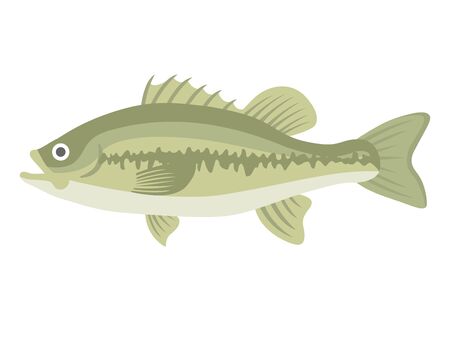 Black Bass Illustrationのイラスト素材