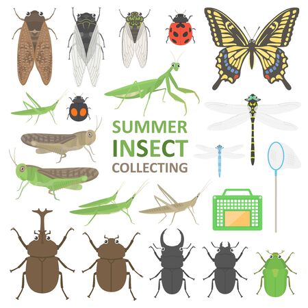 Summer Insect Illustration Setのイラスト素材