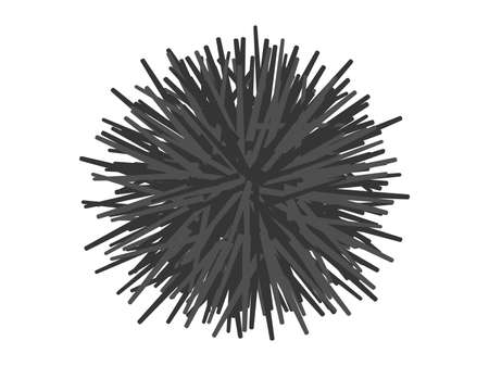 Illustration of sea urchin shells