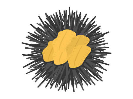 Illustration of sea urchin in a shellのイラスト素材