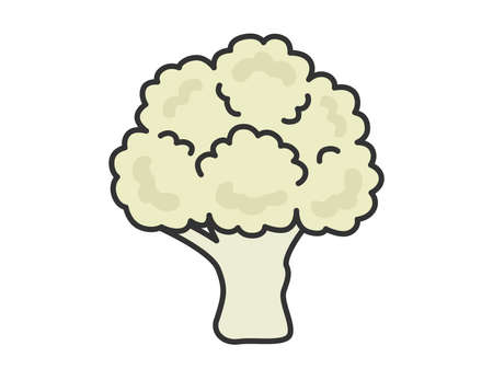 Cauliflower Illustrationのイラスト素材