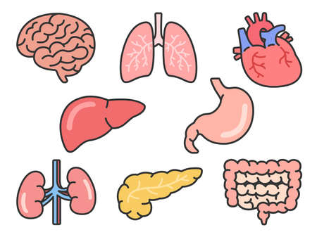 Human Organ Illustration Setのイラスト素材