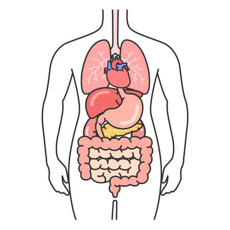 Illustration of anatomy of the human bodyのイラスト素材