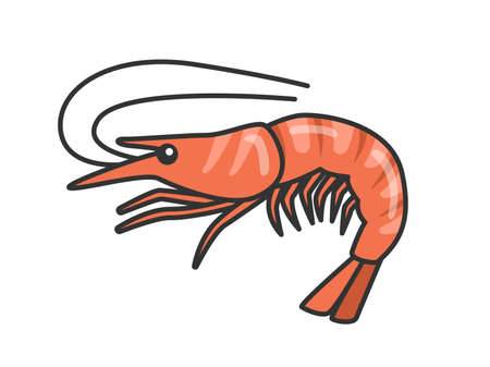 Illustration of boiled shrimpのイラスト素材