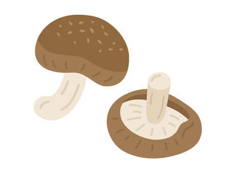 Shiitake Mushroom Illustrationのイラスト素材