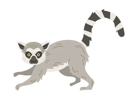 Lemur illustration