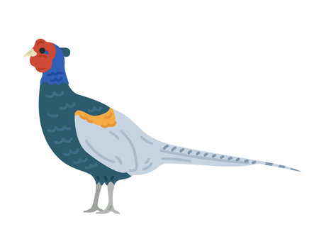 Illustration of a national bird's ravenのイラスト素材