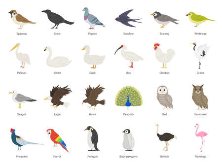 Illustration set of many kinds of birdsのイラスト素材