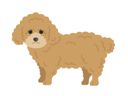 Toy Poodle Illustrationのイラスト素材