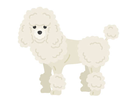 Poodle Dog Illustrationのイラスト素材