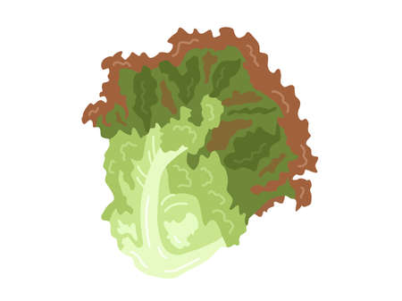 Sunny Lettuce Illustrationのイラスト素材