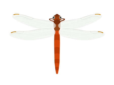 Illustration of a red dragonflyのイラスト素材