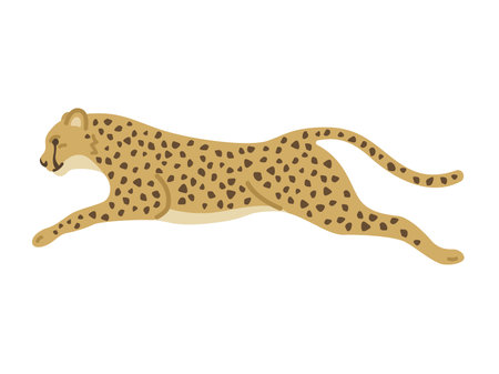 Running, cheetah illustrationのイラスト素材