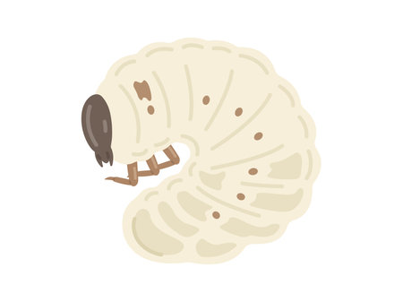 Illustration of the larva of the beetleのイラスト素材