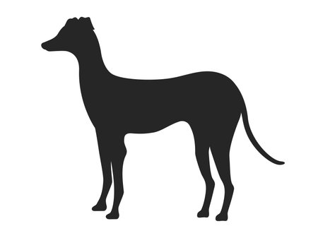 Illustration of silhouette of Italian greyhoundのイラスト素材