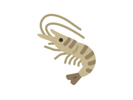 Illustration of raw shrimp iconのイラスト素材