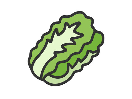 Illustration of Chinese cabbage icon (line drawing color)のイラスト素材