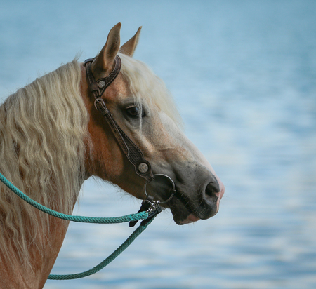 horse sideways portraitsの写真素材