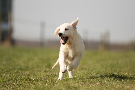 puppy retriever "withe diamond" in summer on a meadowの写真素材