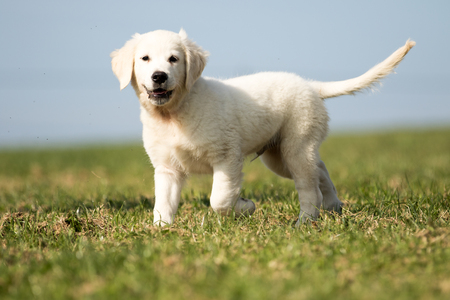 puppy retriever "withe diamond" in summer on a meadowの写真素材