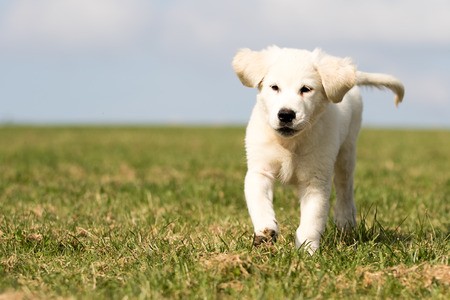 puppy retriever withe diamond in summer on a meadow