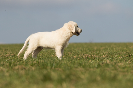 puppy retriever "withe diamond" in summer on a meadowの写真素材