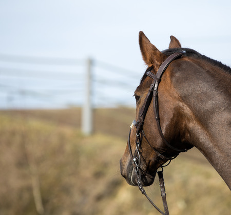 Horse in portraits from behind looks interested in one direction and pricks up the ears
