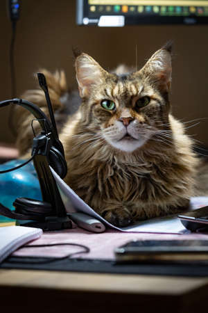 The cat lies on the workstation in the home office with the screen in the background and the headset...