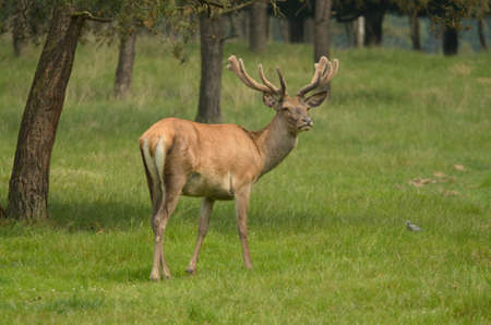 Deer in Dutch Forestの写真素材