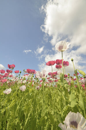 Poppies in dutch farm fieldの写真素材