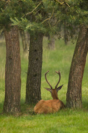 Deer in dutch forestの写真素材