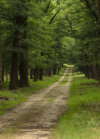 Forest roadの写真素材