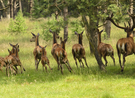 Deer in dutch forestの写真素材