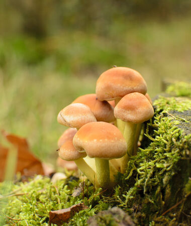 Wild Mushroom