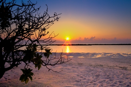 Golden sunsetの写真素材