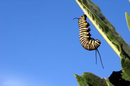 A monarch caterpillar hanging from a milkweed plat.の写真素材