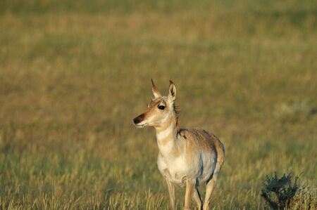 A female pronghorn foraging in the high plains of South Dakota.の写真素材