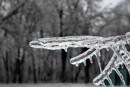 Frozen tree limb reaches out with icey fingers.