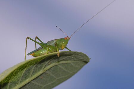 A green grasshopper on the edge of a leaf.の写真素材