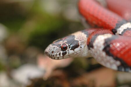Redmilk snake in a defensive strike position.の写真素材