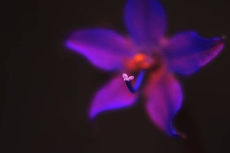 An abstract of a wild flower with radical digital alterations.の写真素材