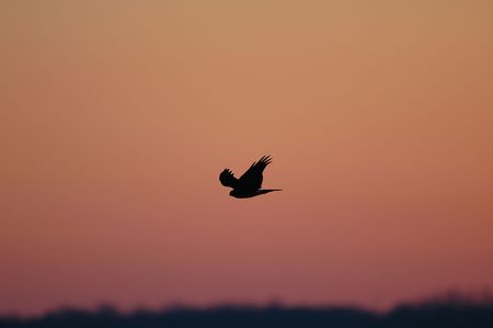 A silhouette of a hawk against the pink sky of the spring fall sunset.