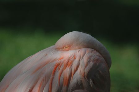A Pink flamingo rests with it's bill hidden beneath the wing feathers.の写真素材