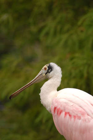The unique looking roseate spoonbill photographed in Florida.の写真素材